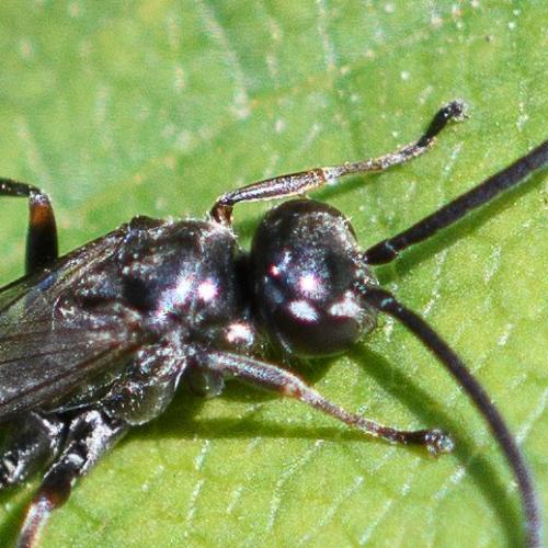 Réf. 298 574 : Caliadurgus fasciatellus