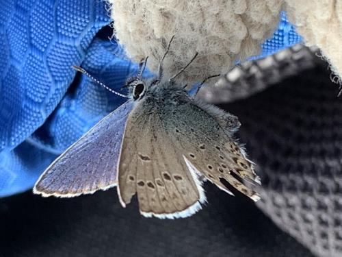 Réf. 298 349 : Plebejus idas