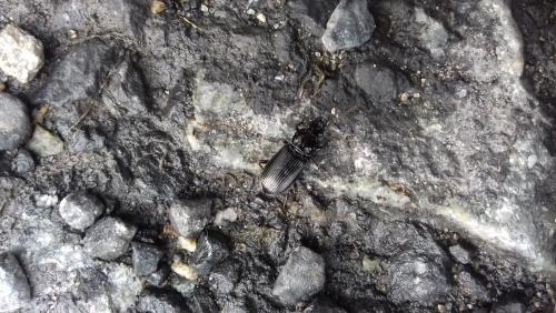 Réf. 298 103 : Pterostichus sp.
