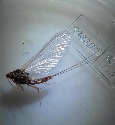 Serratella ignita
