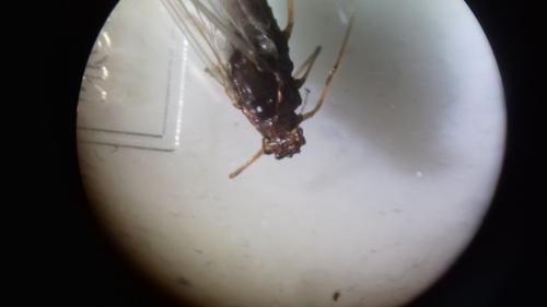 Serratella ignita