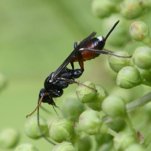 Réf. 298 636 : Agrothereutes leucorhaeus