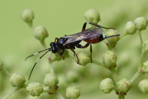Réf. 298 637 : Agrothereutes leucorhaeus