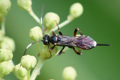 Réf. 298 635 : Agrothereutes leucorhaeus