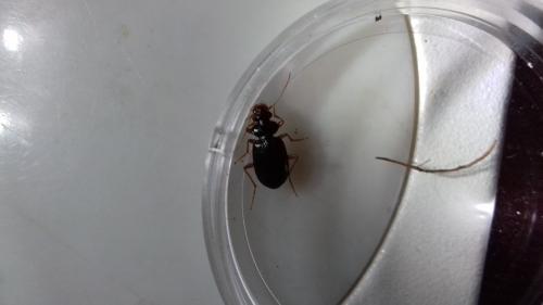 Réf. 298 045 : Leistus fulvibarbis
