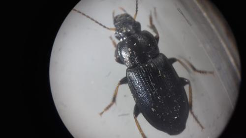 Réf. 298 605 : Semiophonus signaticornis
