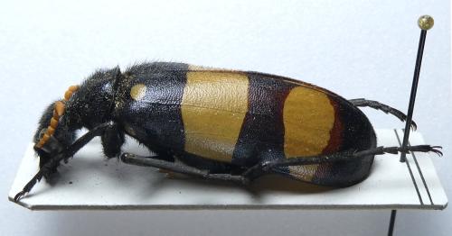Hycleus sp.