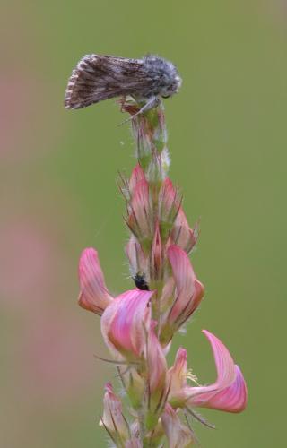 Omia cymbalariae