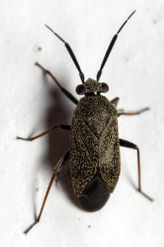 Réf. 298 013 : Heterocordylus montanus