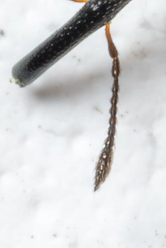 Réf. 298 176 : Protapion trifolii