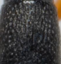 Réf. 298 174 : Protapion trifolii