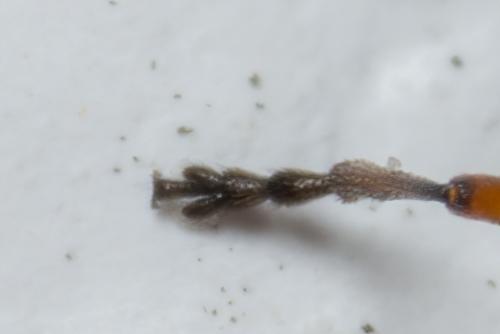 Réf. 298 175 : Protapion trifolii