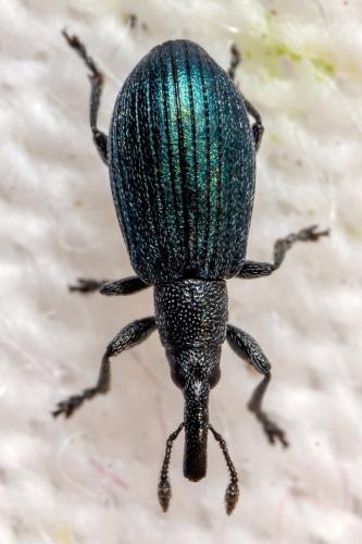 Réf. 298 199 : Perapion violaceum