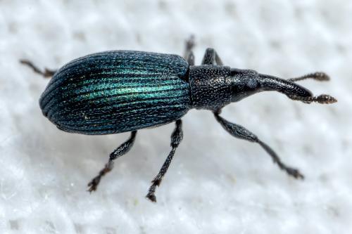 Réf. 298 200 : Perapion violaceum