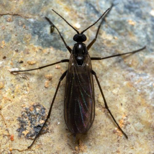 Réf. 298 461 : Sciara sp.
