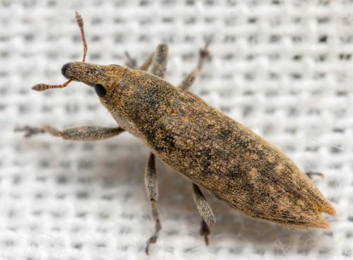 Réf. 298 470 : Lixus sp.
