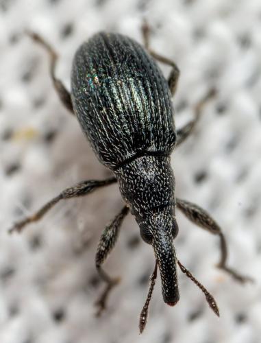 Aspidapion sp.