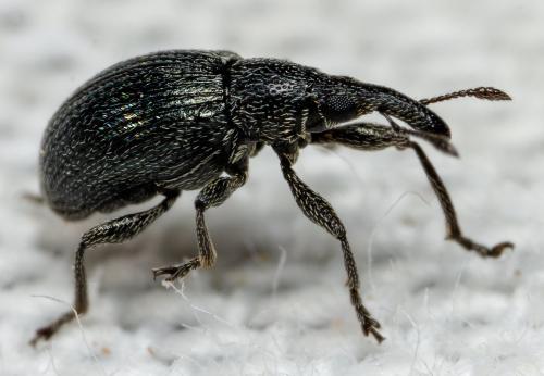 Aspidapion sp.