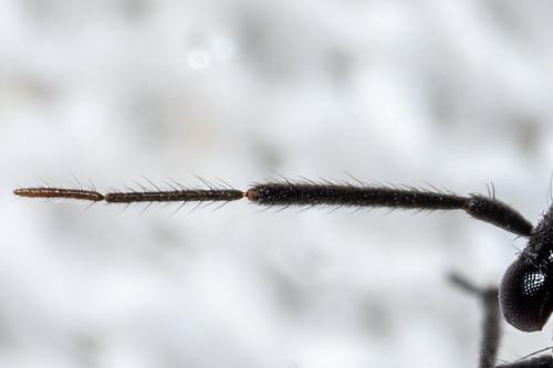 Pachytomella passerinii