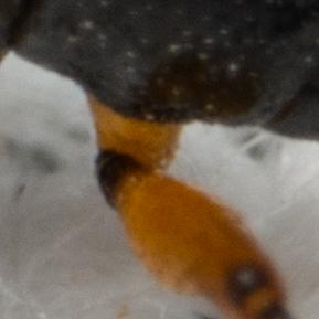 Protapion laevicolle