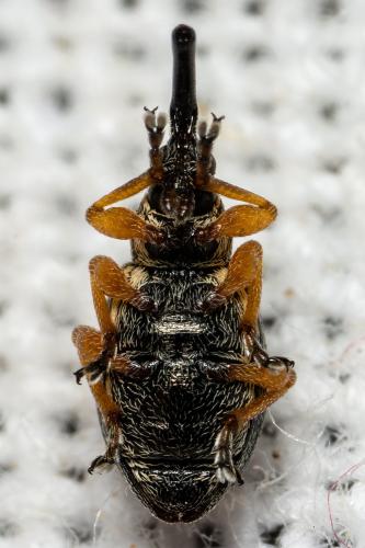 Pseudapion moschatae