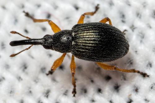Pseudapion moschatae