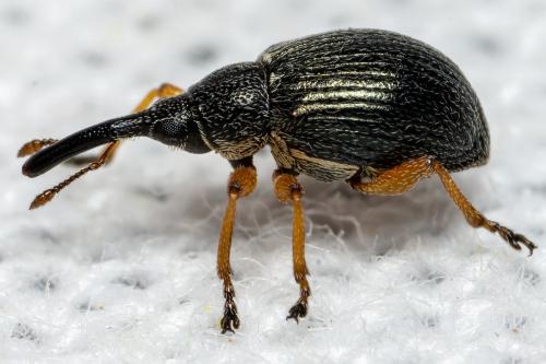 Réf. 298 641 : Pseudapion moschatae