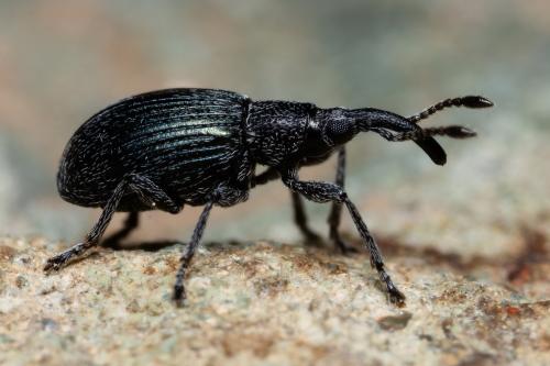 Ceratapion sp.
