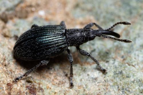 Réf. 298 700 : Ceratapion sp.