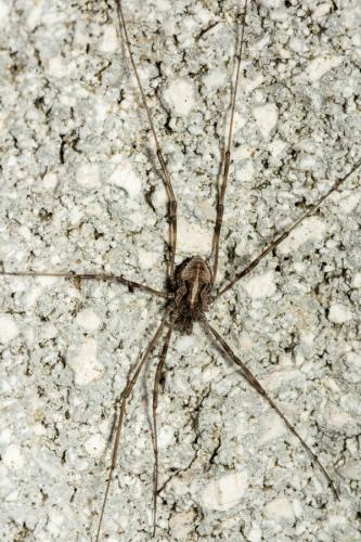 Dasylobus sp.