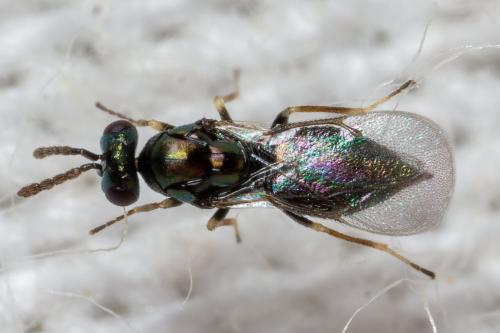 Réf. 298 726 : Baryscapus sp.