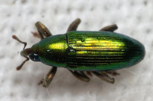 Réf. 298 713 : Aulacobaris cuprirostris