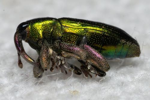 Aulacobaris cuprirostris