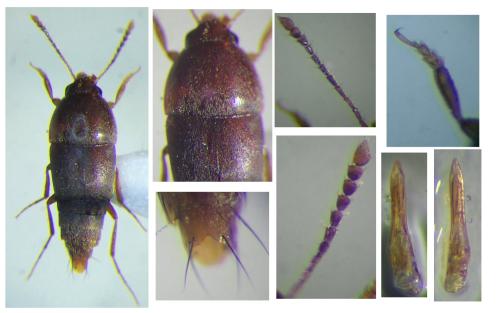 Sepedophilus sp.