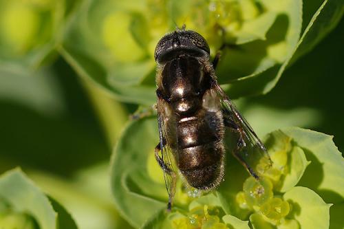Réf. 298 480 : Eristalinus aeneus