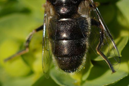 Eristalinus aeneus