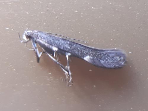 Réf. 298 620 : Aproaerema anthyllidella