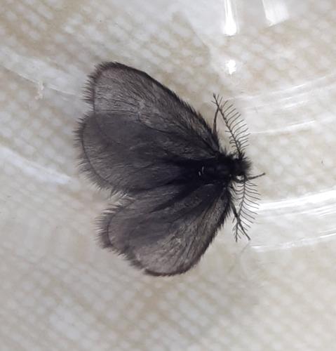 Réf. 298 618 : Epichnopterix sieboldii