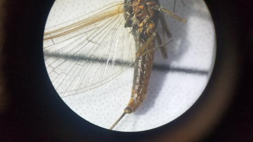 Baetis sp.