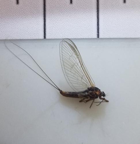 Baetis sp.