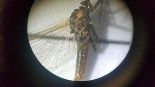 Baetis sp.