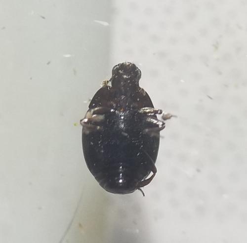 Kissister minimus