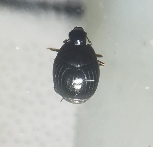 Kissister minimus