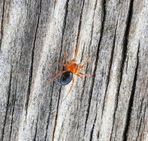 Erigoninae
