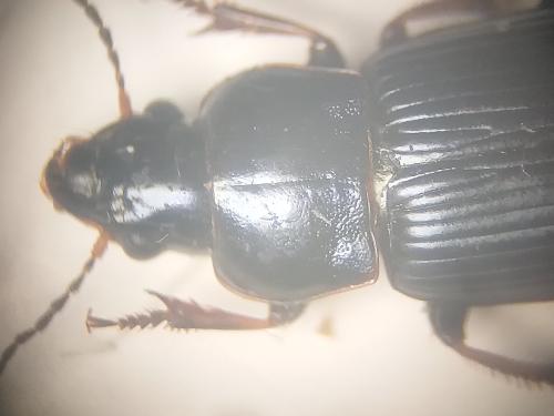 Réf. 298 932 : Harpalus distinguendus
