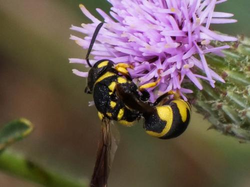 Réf. 298 980 : Parodontodynerus ephippium