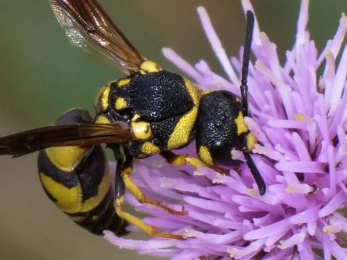 Réf. 298 978 : Parodontodynerus ephippium