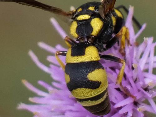 Réf. 298 977 : Parodontodynerus ephippium