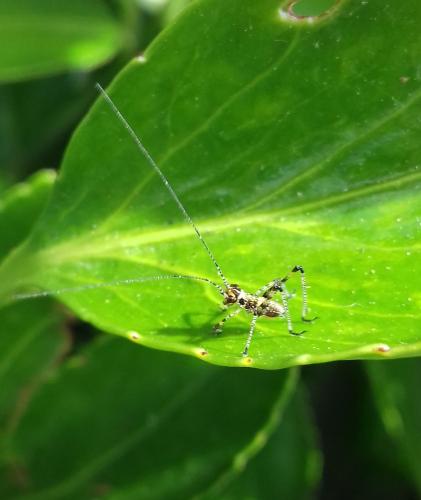 Phaneroptera sp.
