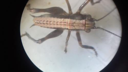 Réf. 298 556 : Pholidoptera griseoaptera